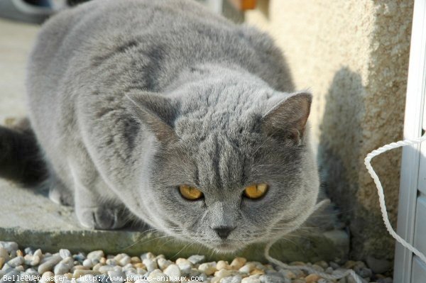 Photo de British shorthair