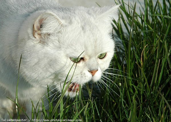 Photo d'Exotic shorthair