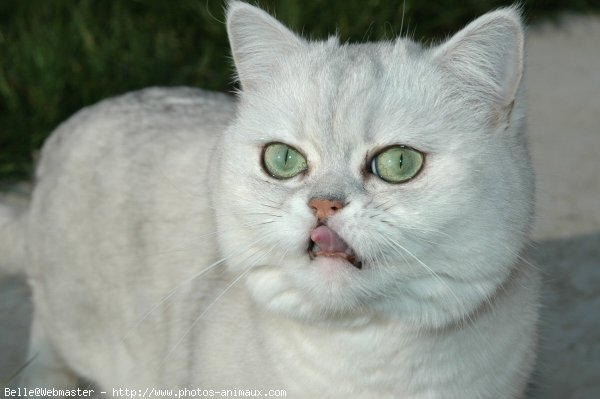 Photo d'Exotic shorthair