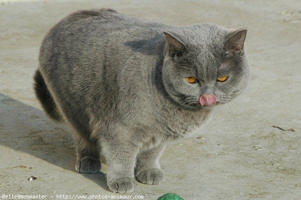 Photo de British shorthair