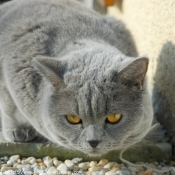 Photo de British shorthair