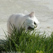 Photo d'Exotic shorthair