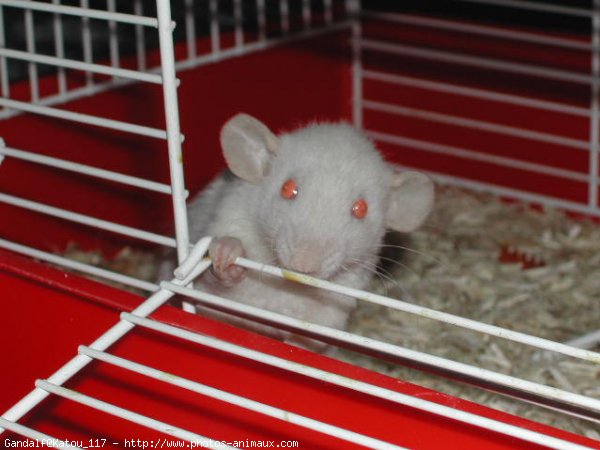 Photo de Rat