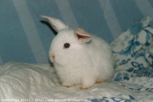 Photo de Lapin