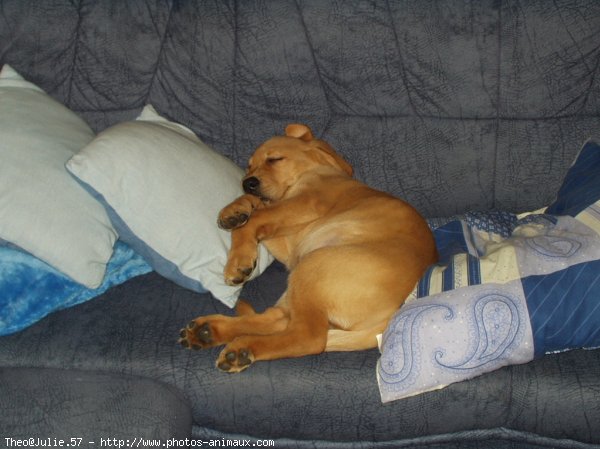 Photo de Labrador retriever