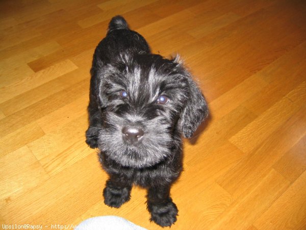 Photo de Schnauzer gant