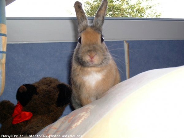 Photo de Lapin