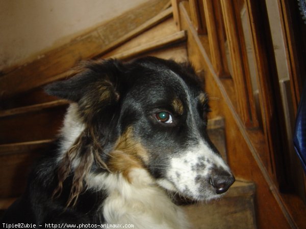 Photo de Border collie