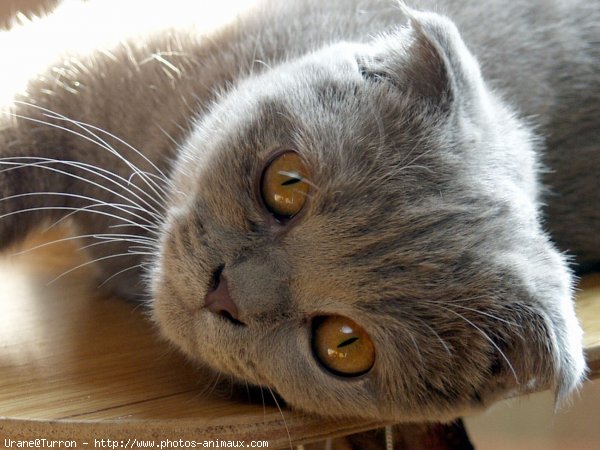 Photo de Scottish fold