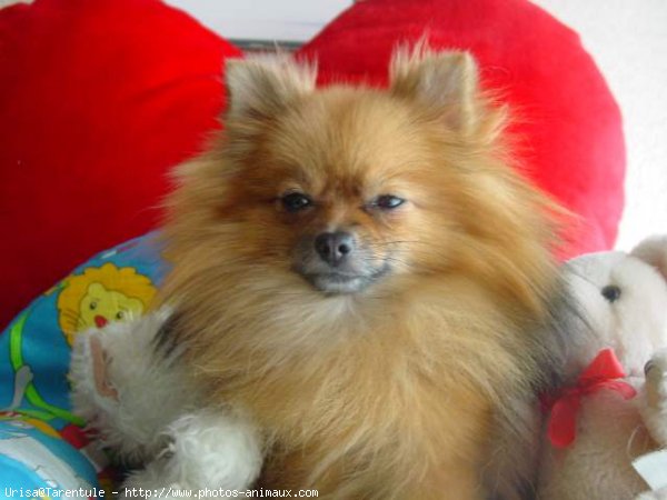 Photo de Spitz moyen