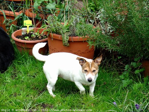 Photo de Jack russell terrier