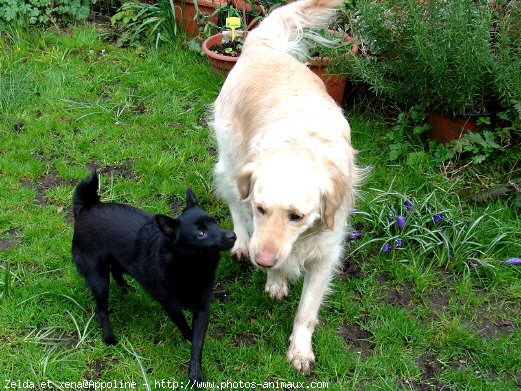 Photo de Races diffrentes