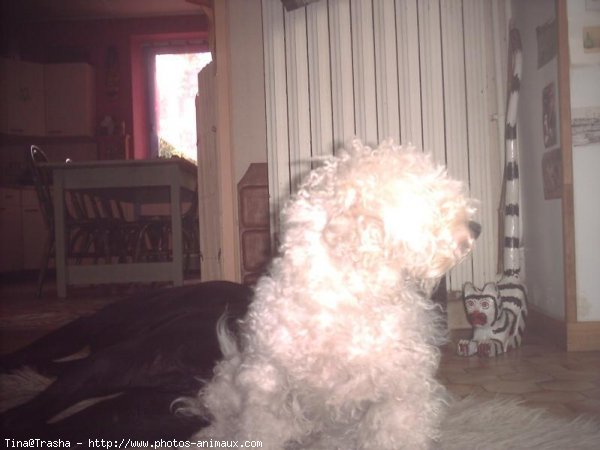 Photo de Bichon  poil fris