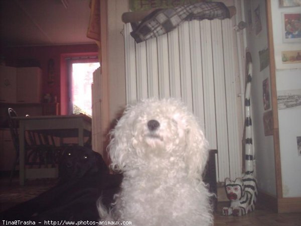 Photo de Bichon  poil fris