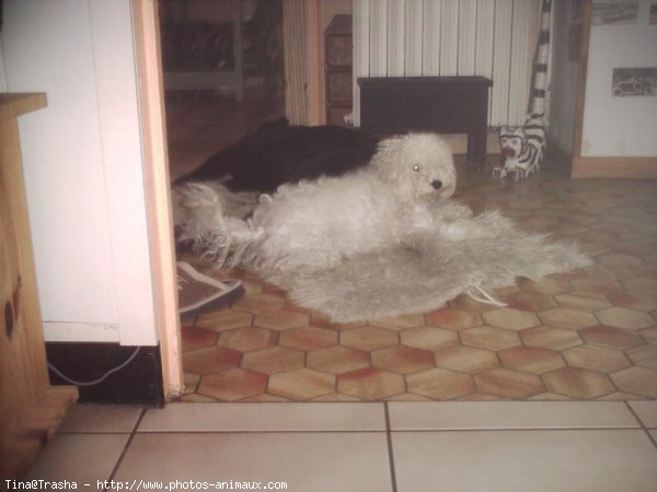 Photo de Bichon  poil fris