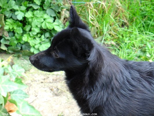 Photo de Schipperke