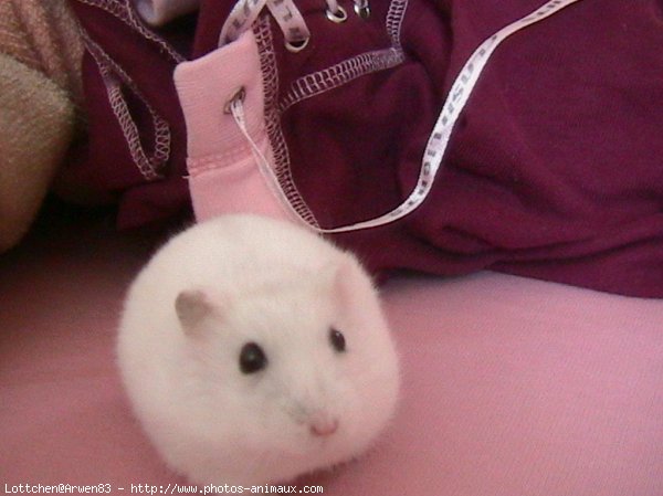 Photo de Hamster