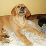 Photo de Labrador retriever