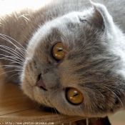 Photo de Scottish fold