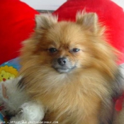 Photo de Spitz moyen