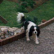 Photo de Cavalier king charles spaniel