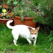 Photo de Jack russell terrier