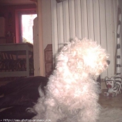 Photo de Bichon  poil fris