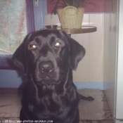 Photo de Labrador retriever