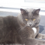 Photo de Chartreux