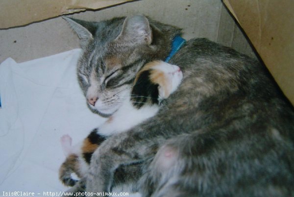 Photo de Chat domestique