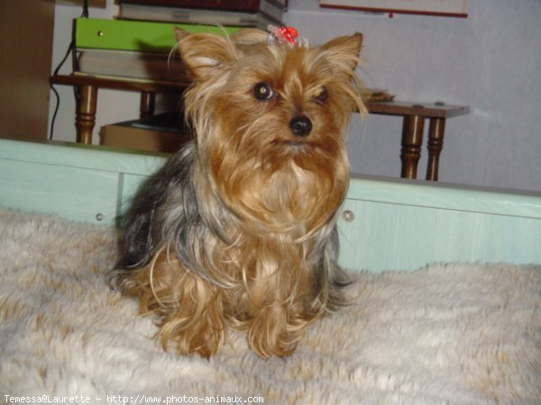 Photo de Yorkshire terrier