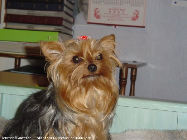 Photo de Yorkshire terrier