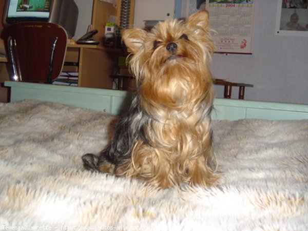 Photo de Yorkshire terrier