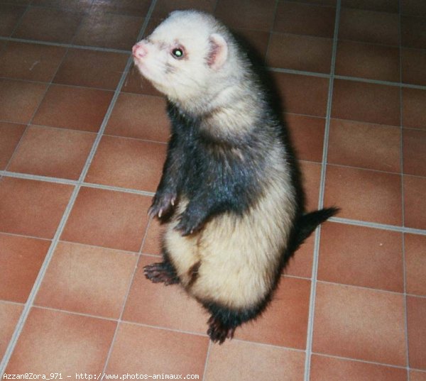 Photo de Furet