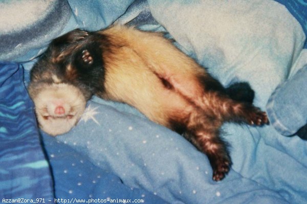 Photo de Furet