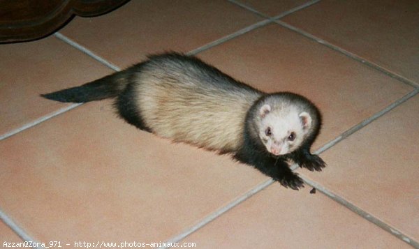 Photo de Furet