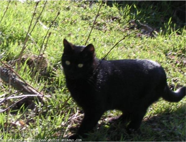 Photo de Chat domestique