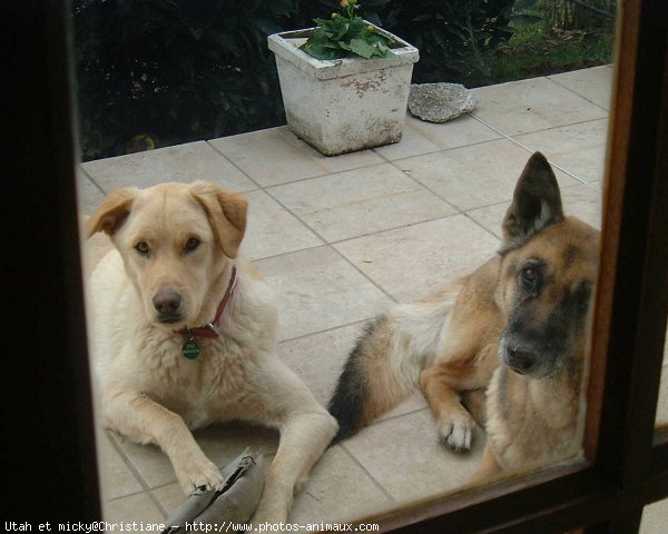 Photo de Races diffrentes