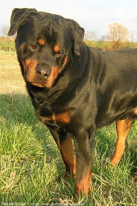 Photo de Rottweiler