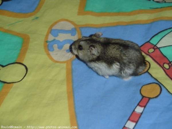 Photo de Hamster