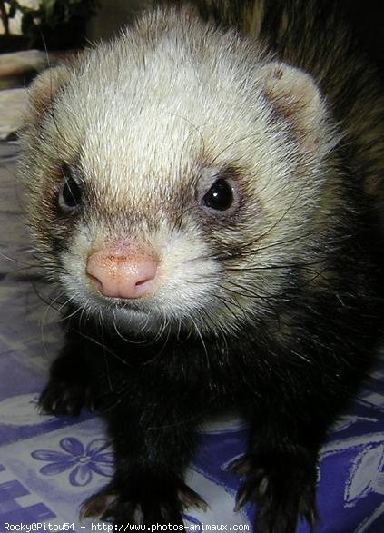 Photo de Furet