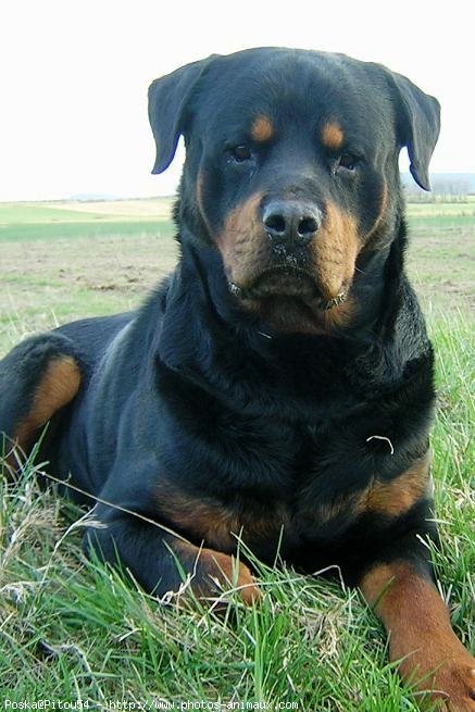 Photo de Rottweiler