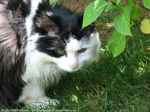 Photo de Chat domestique