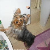 Photo de Yorkshire terrier