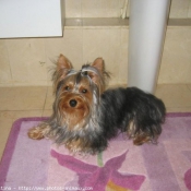 Photo de Yorkshire terrier