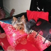 Photo de Yorkshire terrier