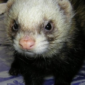 Photo de Furet