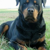 Photo de Rottweiler