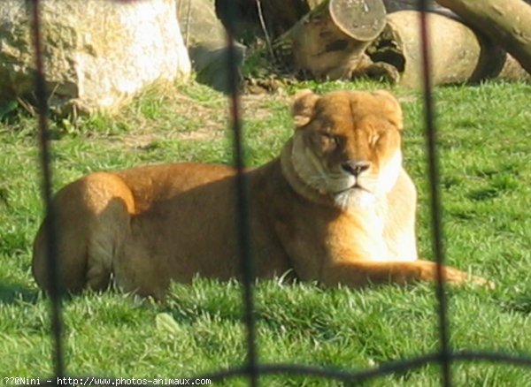 Photo de Lion