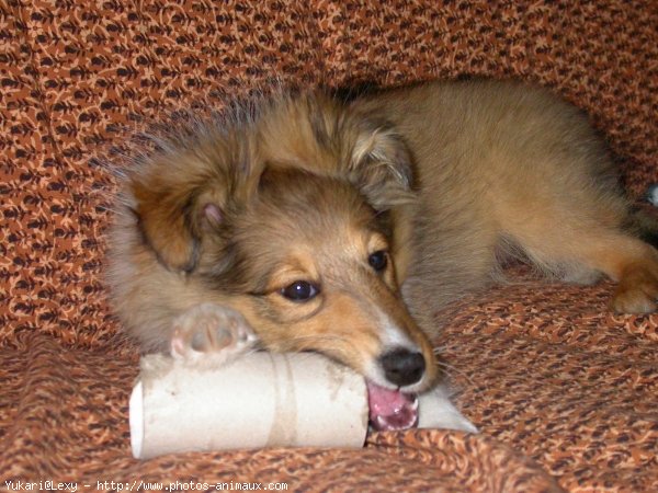 Photo de Chien de berger des shetland